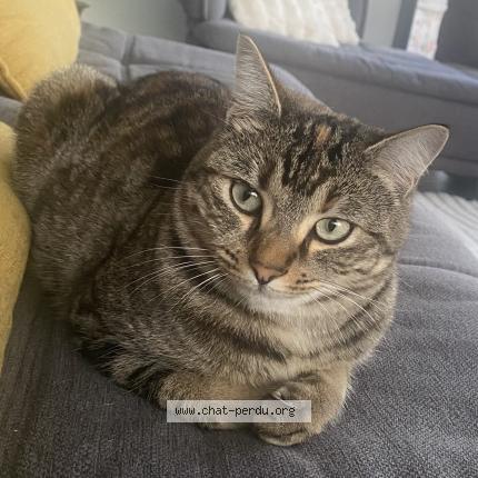 Foto 1/1 Tokyo Chat perdido en Saint marc jaumegarde