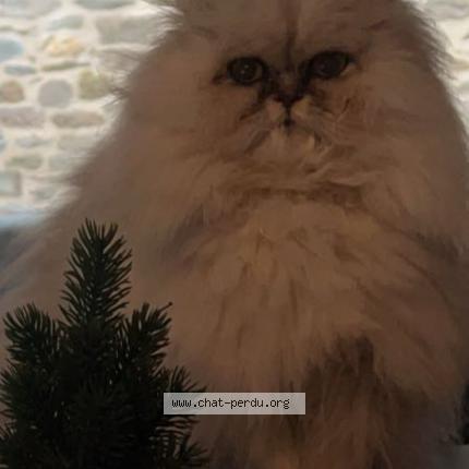 Foto 1/1 Leafy Chat perdido en Saint malo