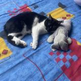 Foto del gato perdido en Chailles