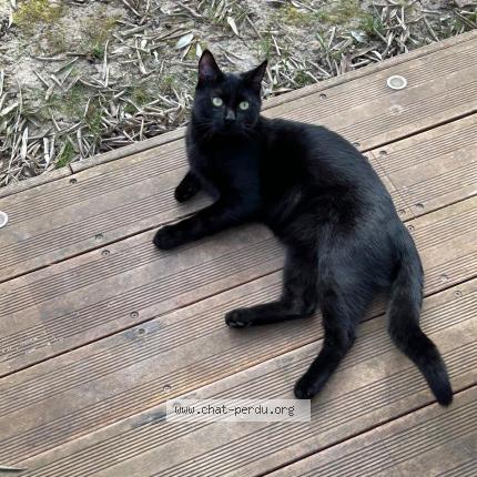 Foto 1/1 Gotham Chat perdido en Cormeilles en parisis