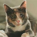 Foto del gato perdido en San Diego