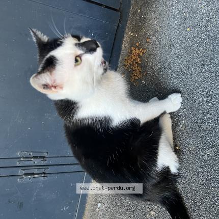 Foto 1/1 F&eacute;lix Chat perdido en Macon