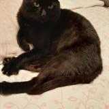 Foto de gato encontrado en Vitry Sur Seine