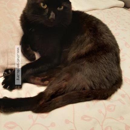 Foto 1/1 Gato encontrado Encontrado en Vitry sur seine