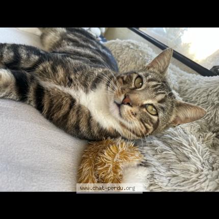 Foto 1/1 Locky Chat perdido en Le mesnil theribus