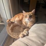 Foto del gato perdido en Pinsaguel