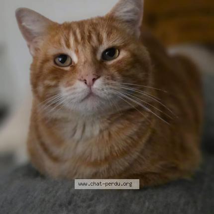 Foto 2/3 Phox Chat perdido en Pinsaguel