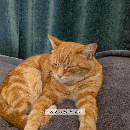 Foto 3/3 Phox Chat perdido en Pinsaguel