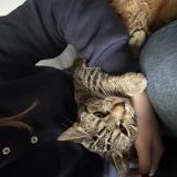 Foto del gato perdido en Quend Plage