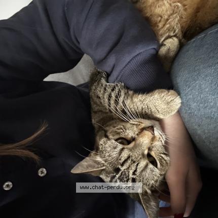 Foto 1/1 Cali Chat perdido en Quend plage