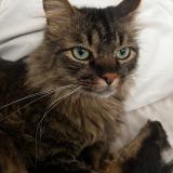 Foto de gato encontrado en Bogota