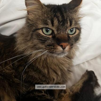 Foto 1/1 Gato encontrado Encontrado en Bogota