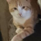 Foto del gato perdido en Communay