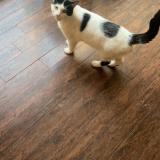 Foto del gato perdido en Terrebonne