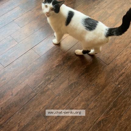 Foto 1/1 Milo Chat perdido en Terrebonne