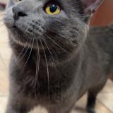 Foto del gato perdido en Laval