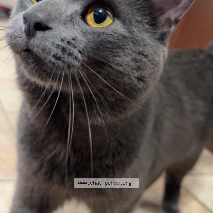 Foto 1/1 Aero Chat perdido en Laval