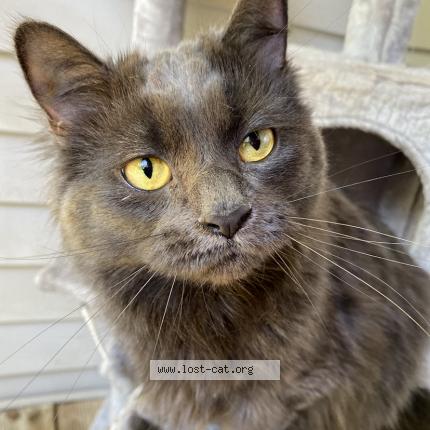 Foto 1/1 Luna Chat perdido en Taylors
