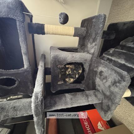 Foto 1/1 Tilly Chat perdido en Salt lake city