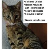 Foto del gato perdido en Cdmx