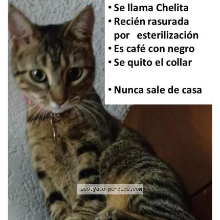 Foto 1/1 Chelita Chat perdido en Cdmx