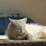 Foto del gato perdido en Islamabad