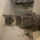 Foto del gato perdido en Colomiers