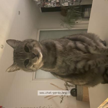 Foto 1/1 Le chat Chat perdido en Colomiers