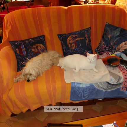 Foto 1/1 Lune Chat perdido en Olivet