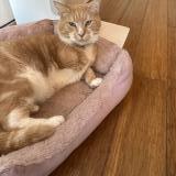 Foto del gato perdido en Trouville Sur Mer