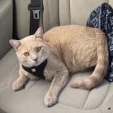 Foto del gato perdido en Hammond