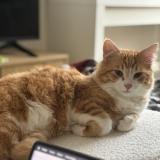 Foto del gato perdido en Villiers Sur Marne