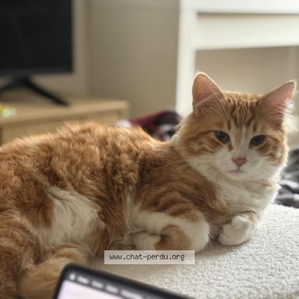 Foto 1/1 Roony Chat perdido en Villiers sur marne