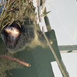 Foto de gato encontrado en Paris