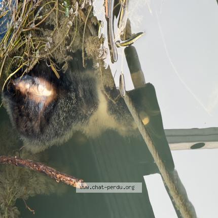 Foto 1/1 Gato encontrado Encontrado en Paris