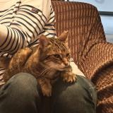 Foto del gato perdido en Goncelin