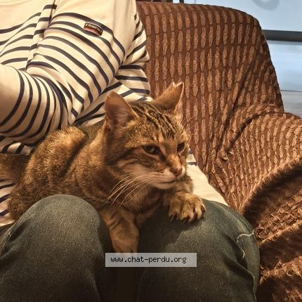 Foto 1/1 Saska Chat perdido en Goncelin