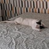 Foto del gato perdido en Cenon