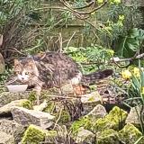 Foto de gato encontrado en Theix Noyalo