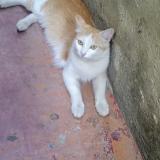 Foto del gato perdido en Bengaluru Urban