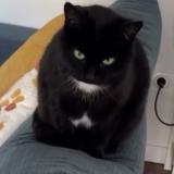 Foto del gato perdido en Limoges