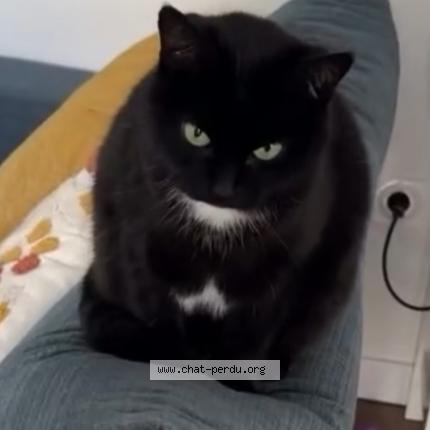 Foto 1/1 Yuna Chat perdido en Limoges