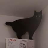 Foto del gato perdido en Limonest