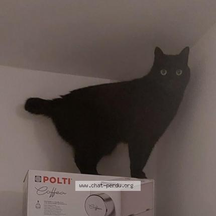 Foto 1/1 MAKKI Chat perdido en Limonest