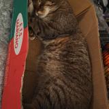 Foto del gato perdido en La Croix Valmer