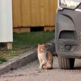 Foto de gato encontrado en Pierrelaye