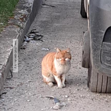 Foto 2/2 Gato encontrado Encontrado en Pierrelaye