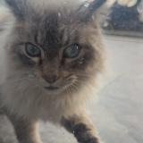 Foto de gato encontrado en Portet Sur Garonne