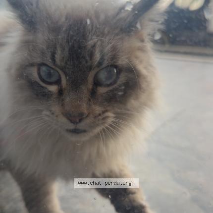 Foto 1/1 Gato encontrado Encontrado en Portet sur garonne