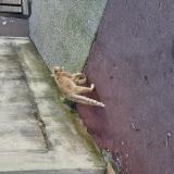 Foto de gato encontrado en Montpellier